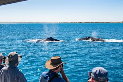 Sinta a brisa do mar em broome com um cruzeiro ao pôr do sol para observar baleias, banho na rede boom, canapés caseiros e traslado do hotel. veja baleias jubarte de perto em um catamarã.