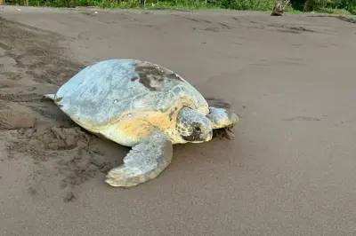 Tortuguero : Observer la ponte des tortues marines en nature