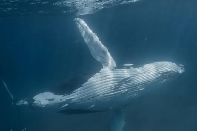 Swim with Humpback Whales in Coral Bay: 8-Hour Safari