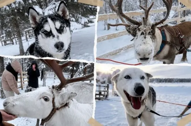 Husky Safari & Reindeer Sleigh Ride in Levi: Drive Your Own Sled