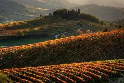 Scopri le colline del chianti partendo da pisa: assaggia vini biologici, olio d’oliva, incontra i produttori e gusta specialità locali con trasporto incluso.