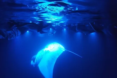 Feel the thrill of night snorkeling with manta rays in kona, big island. short boat ride, expert crew, wetsuit & snorkel gear included. reserve your spot easily.