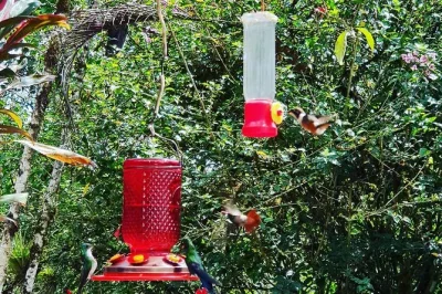 Visit mitad del mundo, intiñan solar museum, and alambi reserve for hummingbird watching on a private day trip from quito. includes guide and entry fees.