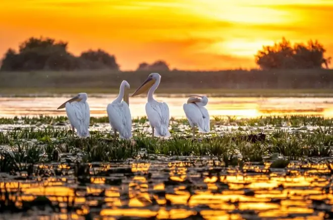 Danube Delta Wildlife Tour Tulcea: Herons, Egrets & Water Lilies