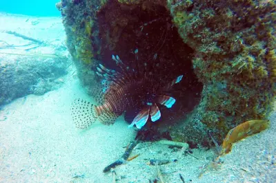 Scuba Diving on the Gold Coast: Hand-Feed Fish Underwater