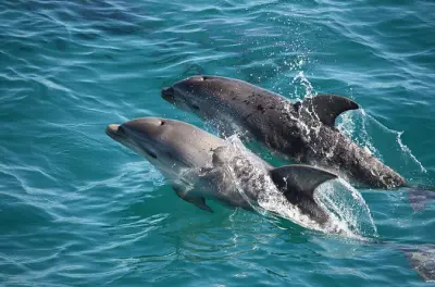 Sorrento Tierbeobachtung: Seehunde, Delfine, Tölpel
