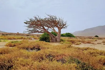 Boa Vista tour: Abandoned villages, turtle beaches, Route 66