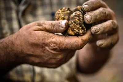 Truffle hunting in Alba with a professional hunter and dog