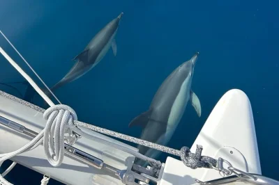 Feel the sea breeze on a manilva catamaran cruise with homemade tapas, dolphin spotting, and a swim stop—small group, local crew, drinks included.