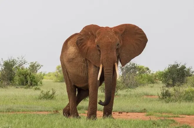 2-Day Tsavo East Safari: Red Elephants & Big Five