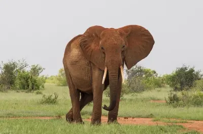 Safari di 2 giorni a Tsavo East: Elefanti rossi e Big Five