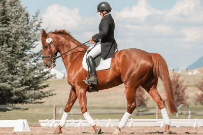 Découvrez une balade à cheval privée près de lilo mall. accompagnement expert, équipement complet fourni. idéal pour débutants et amateurs d’aventure.