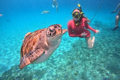 Swim with wild sea turtles at turtle beach in curacao, guided by patrick. includes rooftop access, snorkeling gear, free gopro photos, and round-trip hotel pickup.