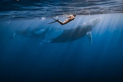 Feel the thrill of swimming with moorea’s humpback whales in a respectful small group tour, guided by local experts. includes snorkeling gear and bottled water.