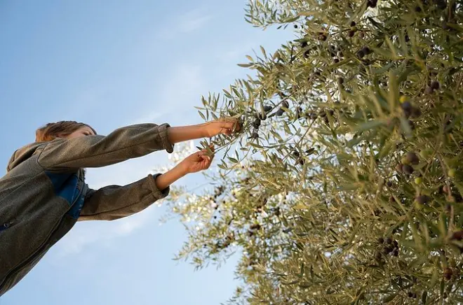 Olive Oil Tasting and Grove in Pieria Mount Olympus Area