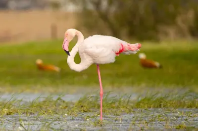 Kos birdwatching and wildlife walks with biologist guide