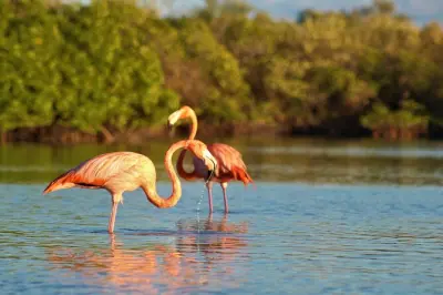 Kajakfahren in den Mangroven von Isla Holbox: Vögel und Wildtiere