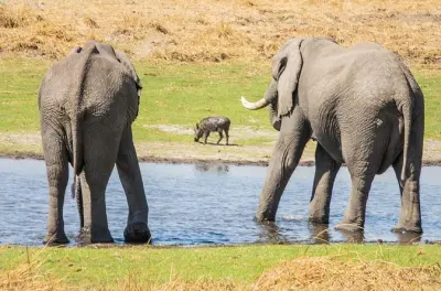 Ganztägige Pilanesberg-Safari mit Big-5-Pirschfahrt und Mittagessen