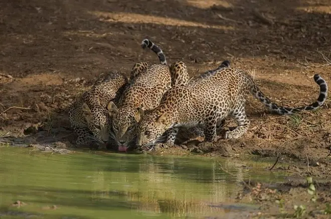 Safari léopard à Yala en 4x4 privé avec déjeuner inclus