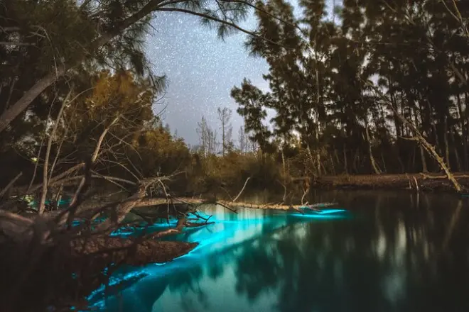Bioluminescent Kayaking in Titusville: Clear Kayaks