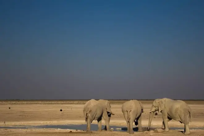 Safari di 3 giorni a Etosha da Windhoek: Safari e villaggio Himba