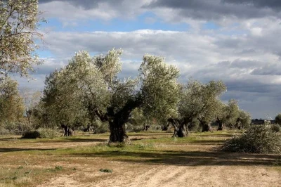 Walk ancient olive groves, learn oil secrets from local farmers, and taste organic evoo with manchego cheese and wine. book your authentic la mancha tour.