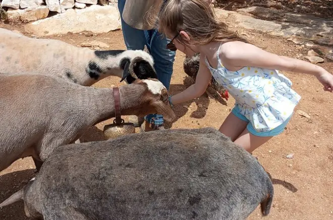 Expérience à la ferme à Naxos : Fabrication de fromage et poterie