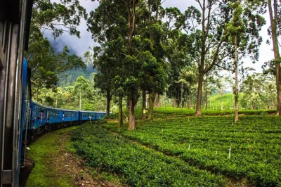 Experience sri lanka in 7 days—sigiriya rock, kandy’s temple of the tooth, ella train ride, yala safari, galle fort & colombo city tour.