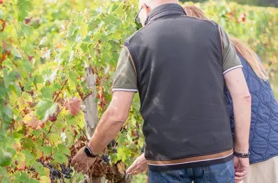 Wine tasting Saumur: Vineyard visit with the winemaker