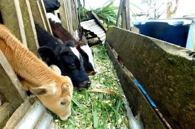Ferme Rio Celeste : Apprendre la traite et l’agriculture locale