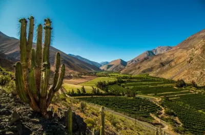 Vallée d'Elqui depuis La Serena : Dégustation de pisco et déjeuner