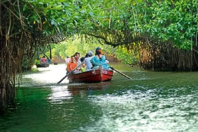 Balade en bateau dans les mangroves de Pichavaram et déjeuner