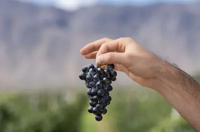 Putruele Weingut ab San Juan: Verkostung und Kombination