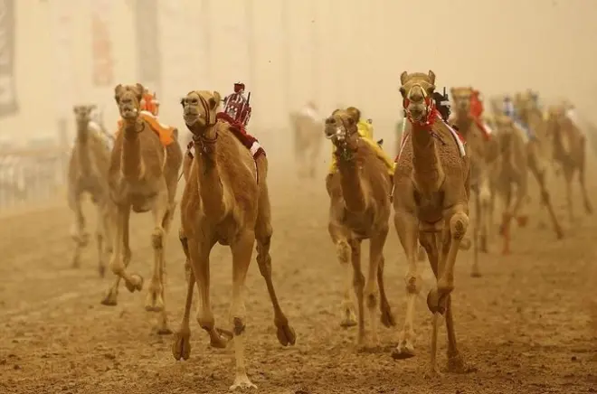 Kamelrennen in Doha und Sheikh Faisal Museum mit Guide
