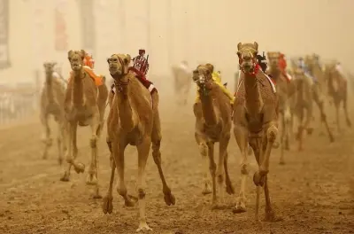 Doha camel racing and Sheikh Faisal Museum tour with guide