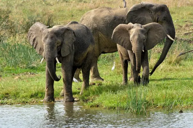 3-tägige Safari zu den Murchison Falls ab Kampala: Tierwelt und Nil