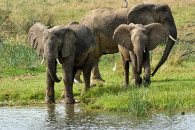 3-tägige Safari zu den Murchison Falls ab Kampala: Tierwelt und Nil