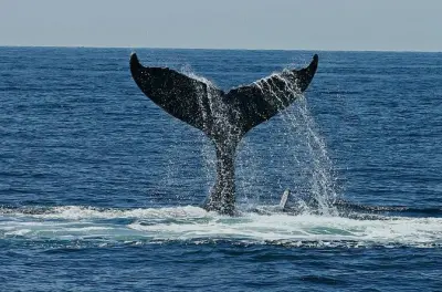 Observation des dauphins sur la côte d’Oaxaca : Privé ou partagé