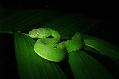 Descubre la fauna nocturna de monteverde en un paseo guiado por la reserva sendero tranquilo. observa animales nocturnos y disfruta traslados ida y vuelta incluidos.