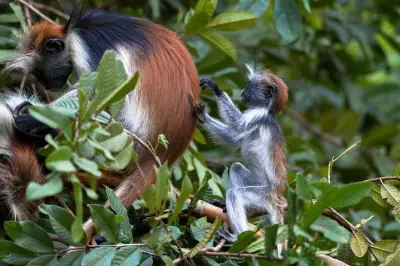 Tour por el bosque Jozani en Zanzibar: Monos colobo rojos