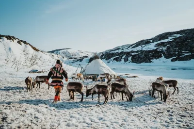 Feel the arctic air on kvaløya, feed reindeer with sami herders, and share stories by a bonfire before a local lunch at sommarøy—includes pickup and guide.