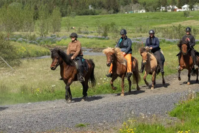 Cavalli islandesi a Hveragerði: Tölt e paesaggi mozzafiato