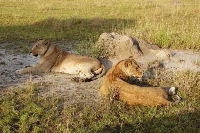 2-tägige Safari im Queen Elizabeth Nationalpark ab Kampala
