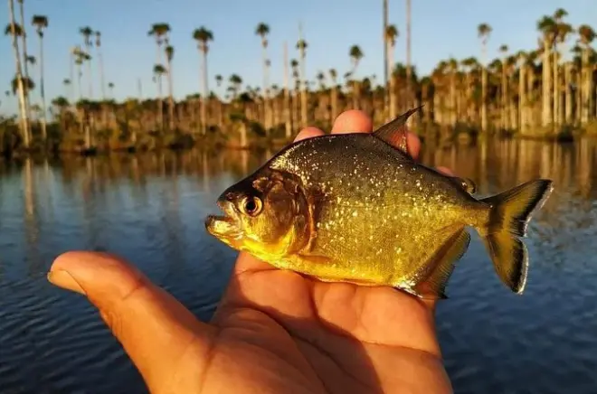 Pesca alle piranha sul lago Yacumama: Catch and release in Amazzonia
