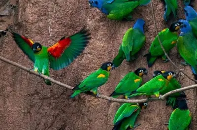 Tour Tambopata pappagalli: Ara alla parete di argilla e bradipi