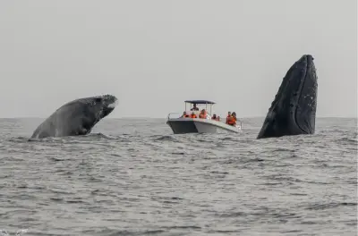 À Saint-Lucie, observez les baleines à bosse près du rivage