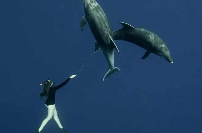 Snorkel no Mar de Cortez em Baja California Sur com biólogo marinho