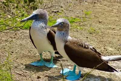 Explore isla de la plata from guayaquil. see blue-footed boobies, snorkel with sea turtles, and hike scenic trails on this full-day guided adventure.