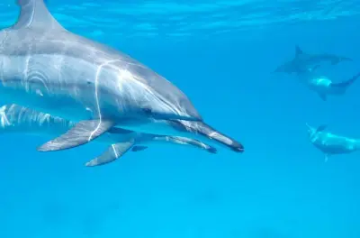 Schnorcheln auf Mnemba Island mit Delfinbeobachtung
