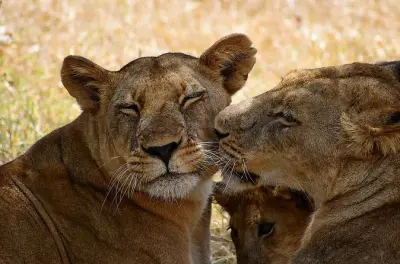 Serengeti Safari: Great Migration & Tree-Climbing Lions